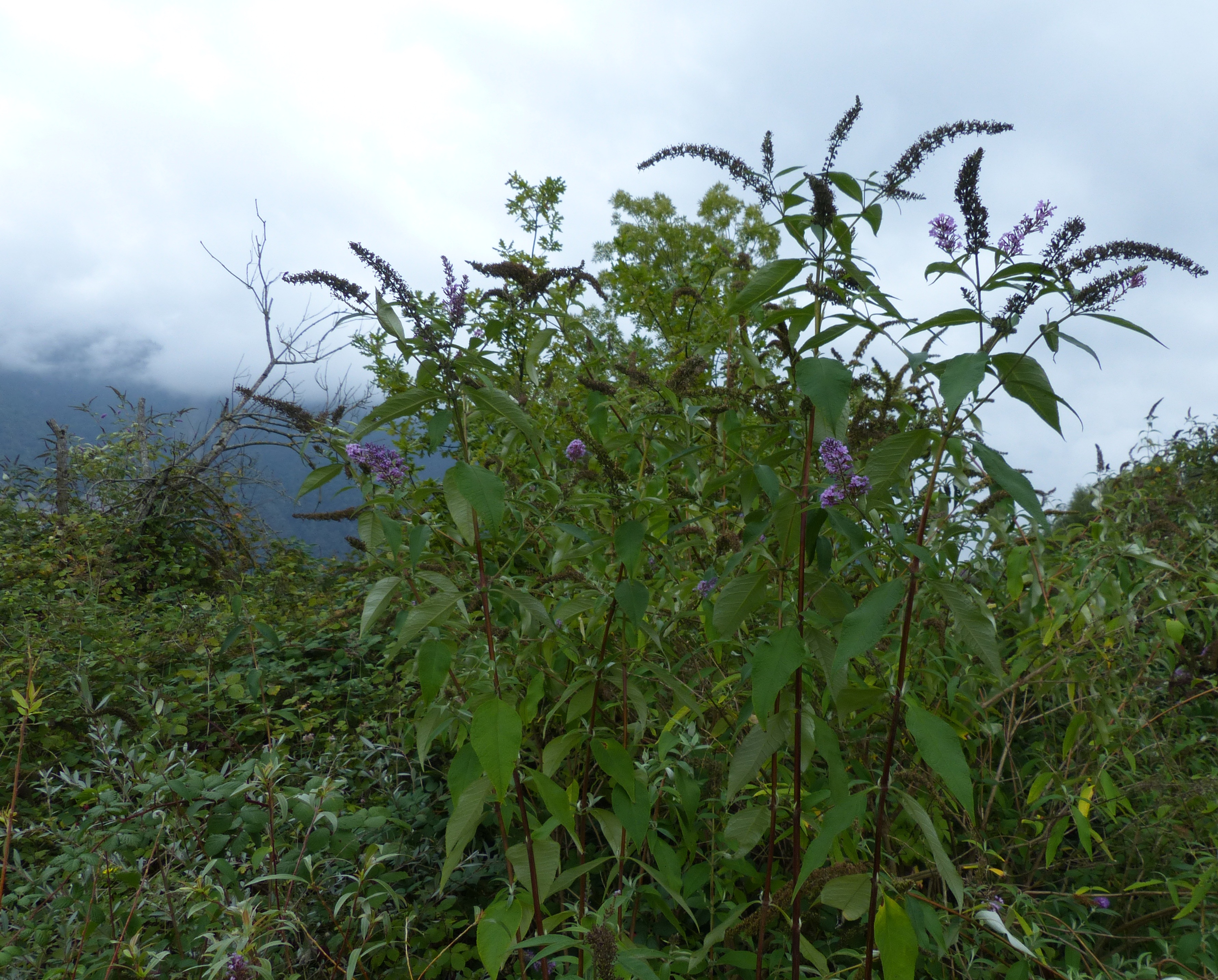 La lutte contre les plantes invasives dans la région du Haut-Lac vaudois donne de bons résultats